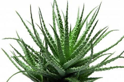 Aloe vera sa Men's Defence