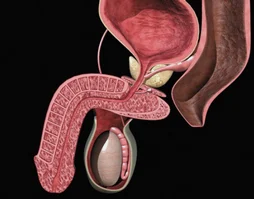 Mga pamamaraan ng paggamot ng prostatitis